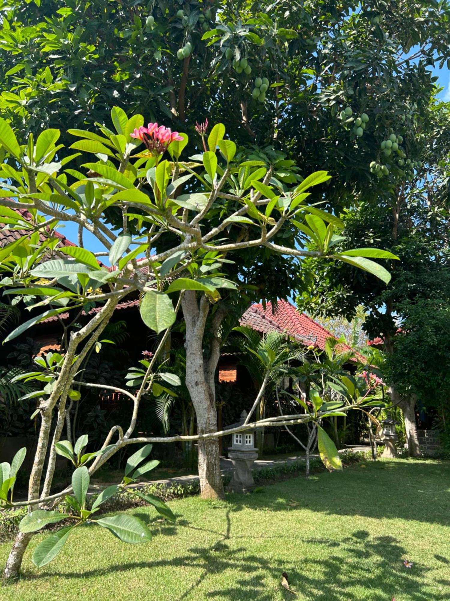 Bed and Breakfast Island Garden Huts Lembongan Esterno foto